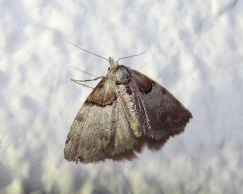 Nola cucullatella
